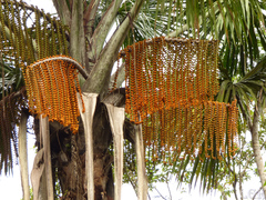 Mauritia flexuosa