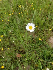 Leucanthemum