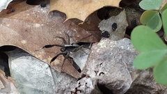 Schizocosa crassipes