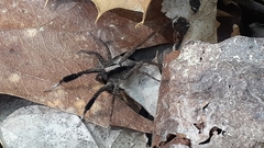 Schizocosa crassipes