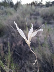 Calochortus splendens