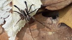 Schizocosa crassipes