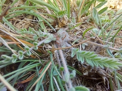 Astragalus rupifragus