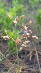 Fimbristylis puberula
