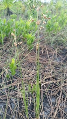 Fimbristylis puberula