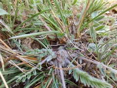 Astragalus rupifragus