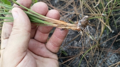 Fimbristylis puberula