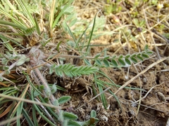 Astragalus rupifragus