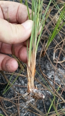 Fimbristylis puberula