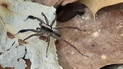 Schizocosa crassipes