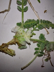 Astragalus rupifragus