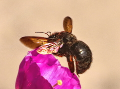 Xylocopa sonorina