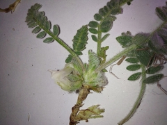 Astragalus rupifragus