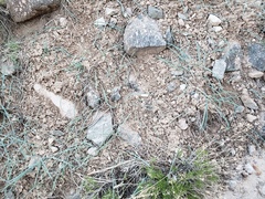 Calochortus splendens