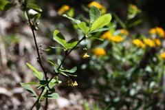 Berberis canadensis