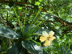 Tocoyena bullata