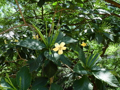 Tocoyena bullata