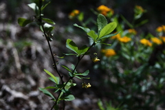 Berberis canadensis