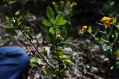 Berberis canadensis