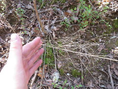 Eragrostis capillaris