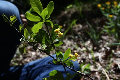 Berberis canadensis