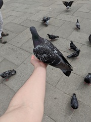 Columba livia domestica