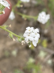 Cryptantha wigginsii
