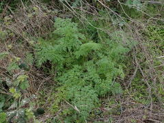 Conium maculatum