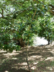 Tocoyena bullata
