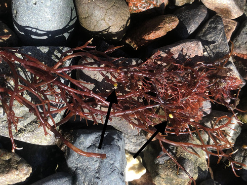 Gracilariophila, 2021-04-10