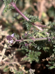 Verbena supina