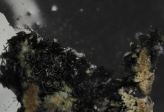 Phaeophyscia orbicularis