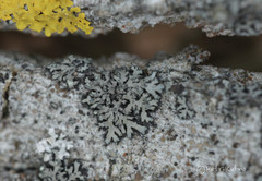 Phaeophyscia orbicularis