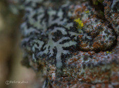 Phaeophyscia orbicularis