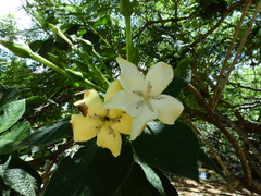 Tocoyena bullata