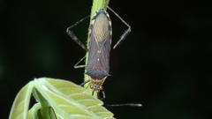 Zoreva dentipes