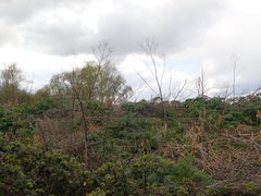 Conium maculatum