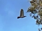 Patagioenas squamosa