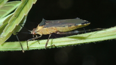 Zoreva dentipes