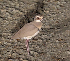 Rhinoptilus chalcopterus