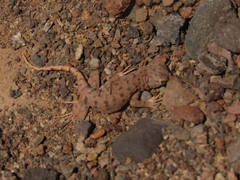 Liolaemus audituvelatus