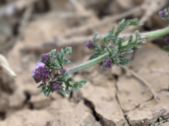 Verbena supina