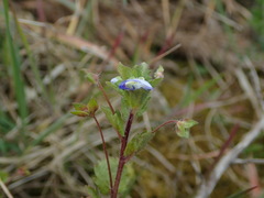 Veronica persica