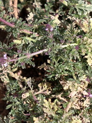 Verbena supina