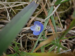 Veronica persica