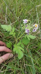 Solanum commersonii