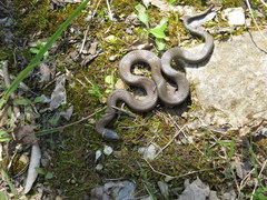 Diadophis punctatus stictogenys