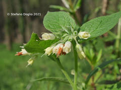 Symphytum bulbosum