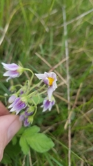 Solanum commersonii