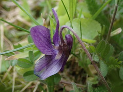 Viola odorata